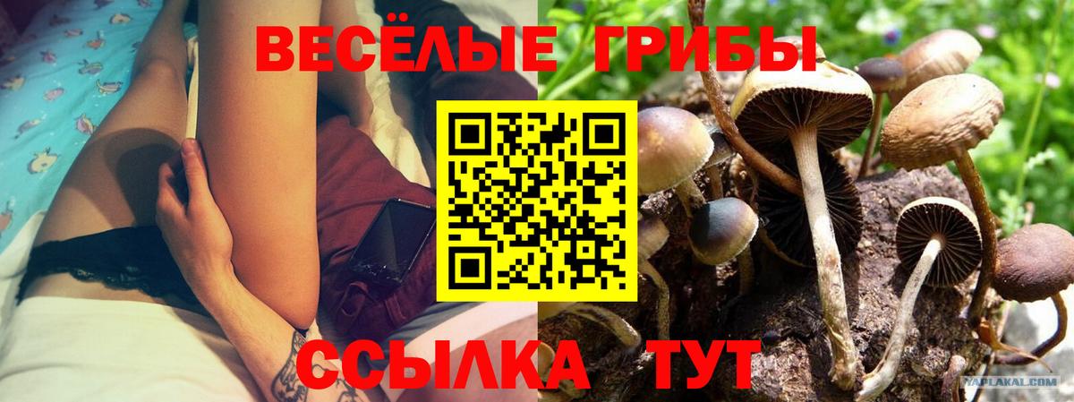 Галлюциногенные грибы Psilocybine cubensis Майкоп